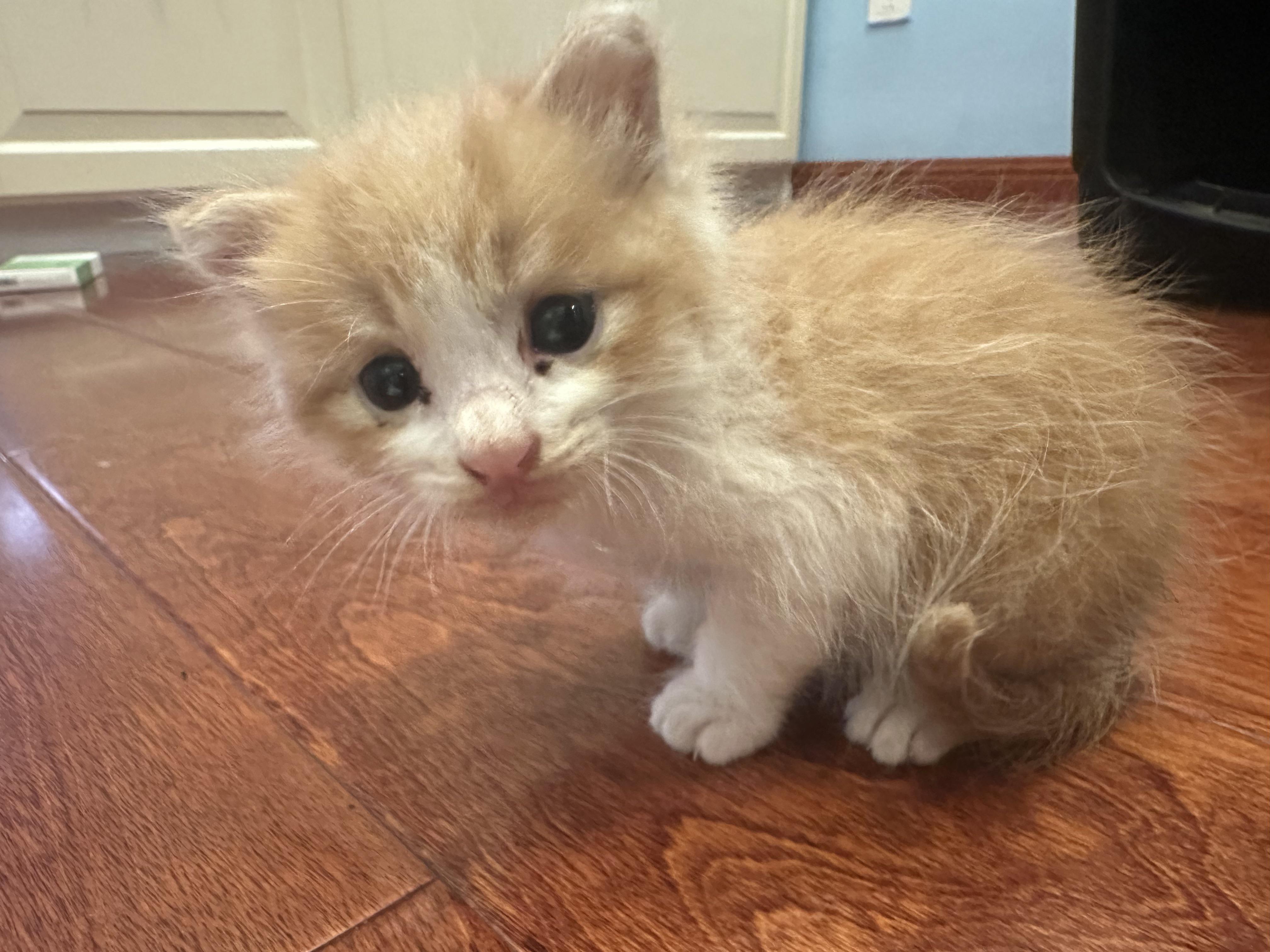Kitten Eye and Ear Care