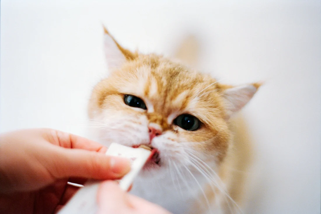 Kitten Treats 101