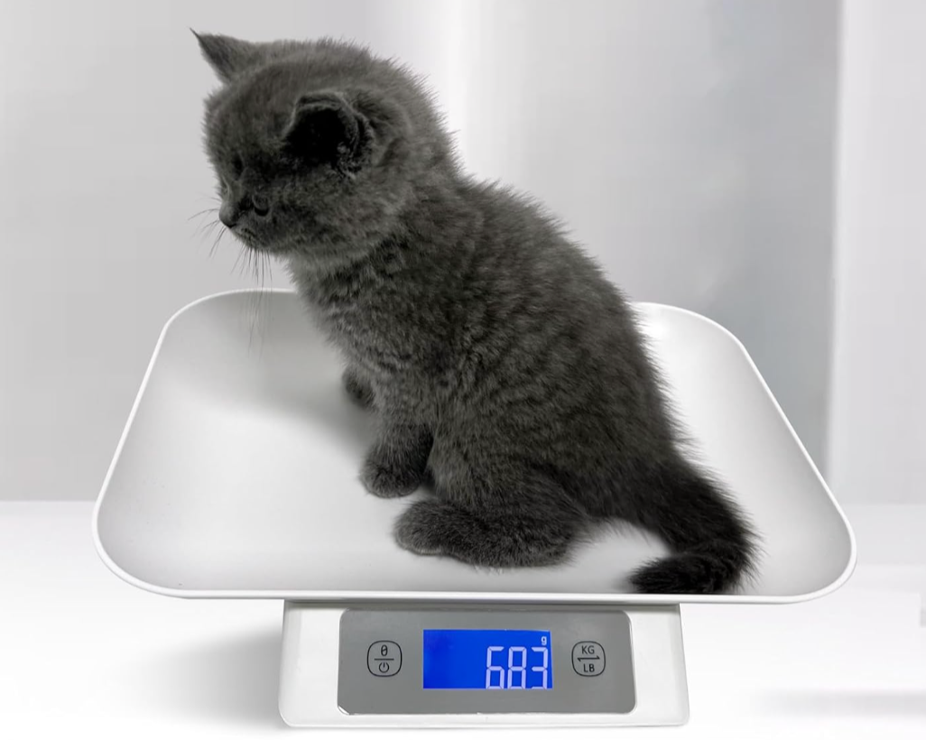 Track Your Kitten’s Growth and Weight