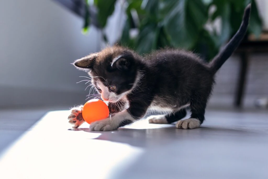 New Kitten Supply List