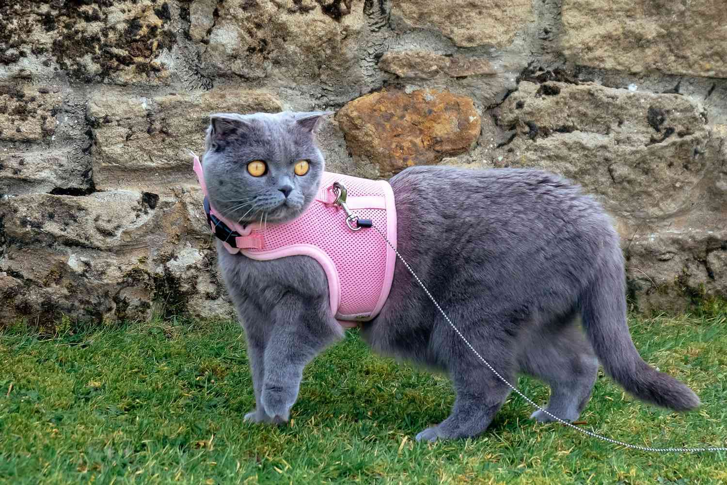 Kitten Harness and Leash Buying Guide