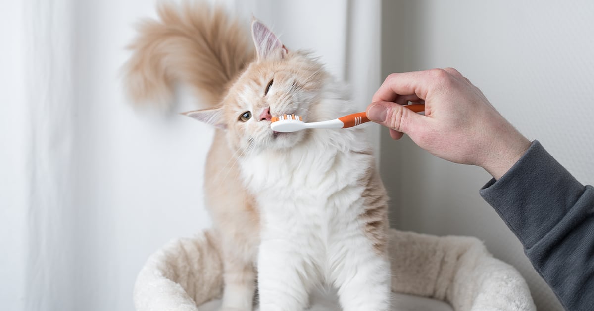A soft cat toothbrush next to a tube of cat toothpaste on a clean countertop, with no labels visible