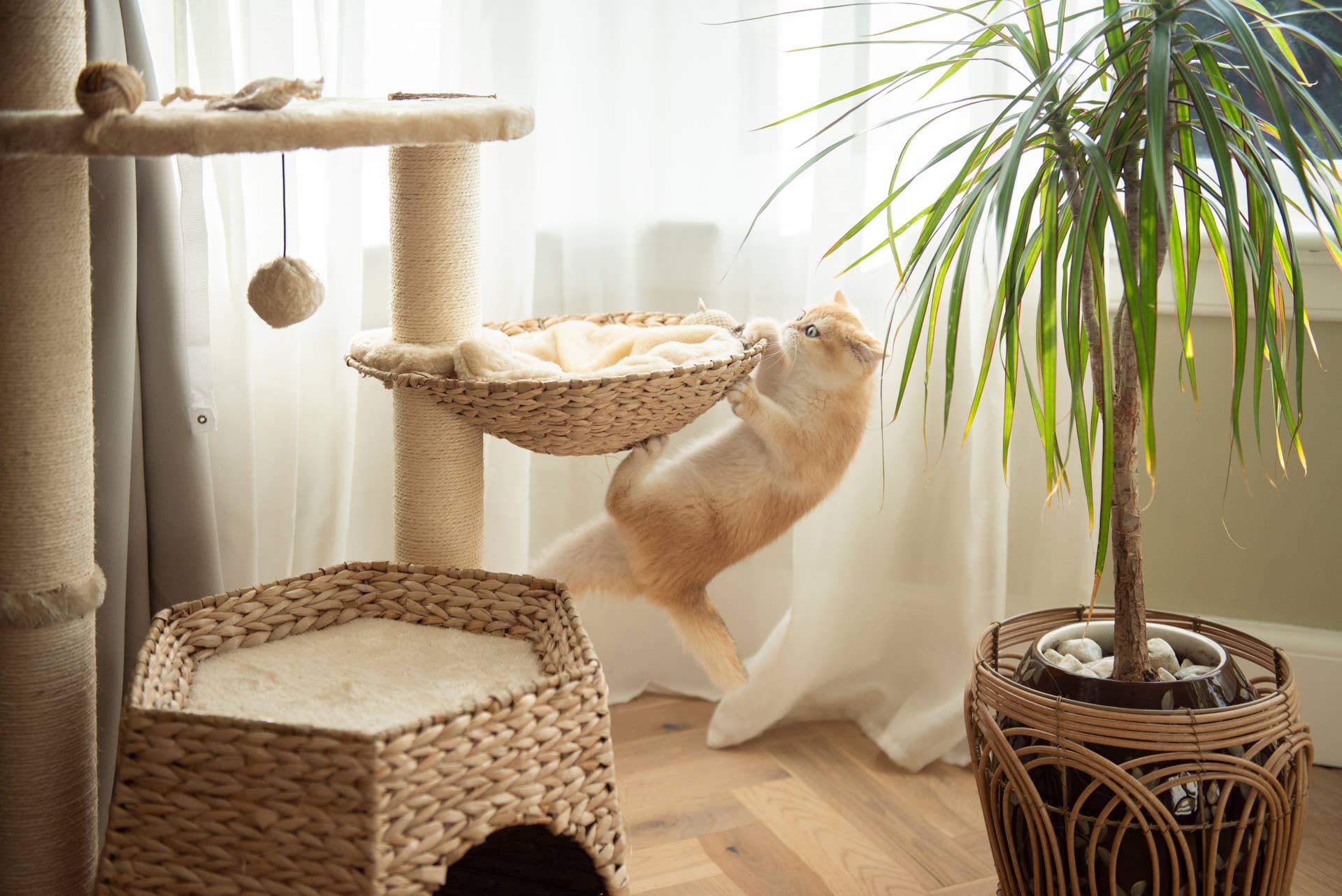 A tall cat tree placed in a living room corner with open space around it, suitable for a kitten to climb away from a family dog