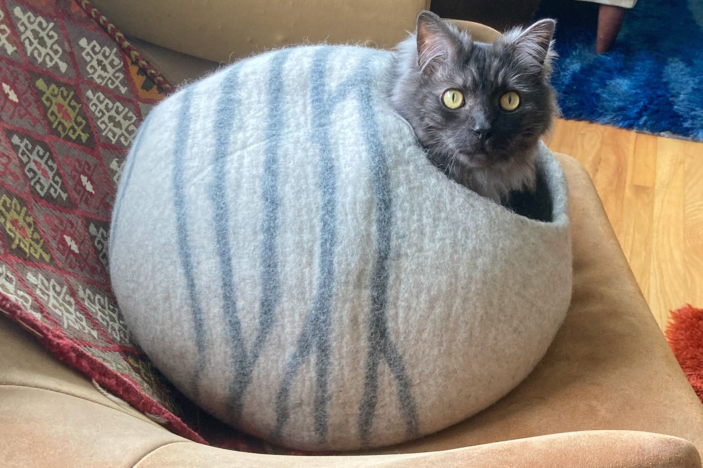 Finding the Perfect Kitten Bed