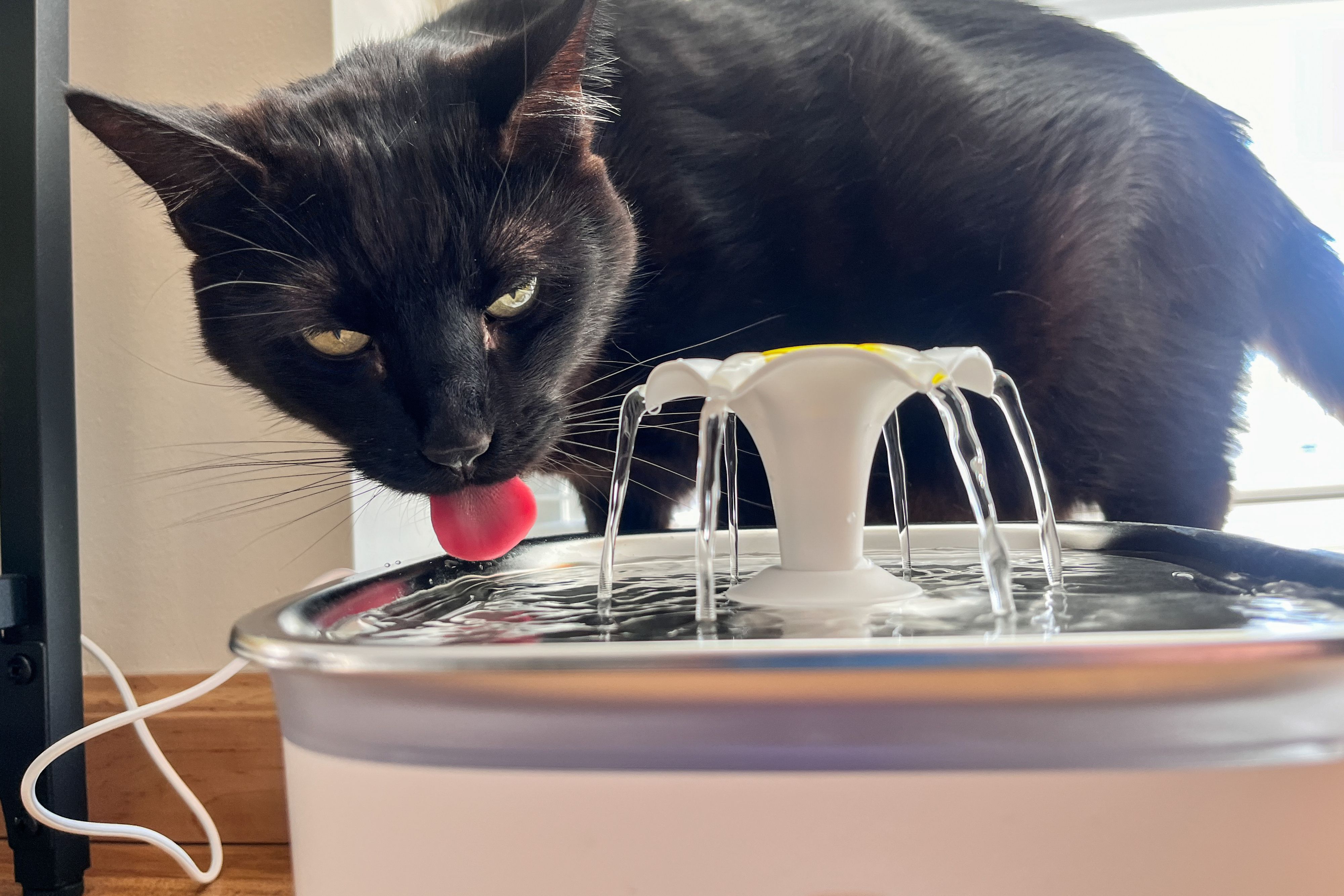 A wide, shallow ceramic water bowl filled with fresh water on a pet feeding mat in a bright room