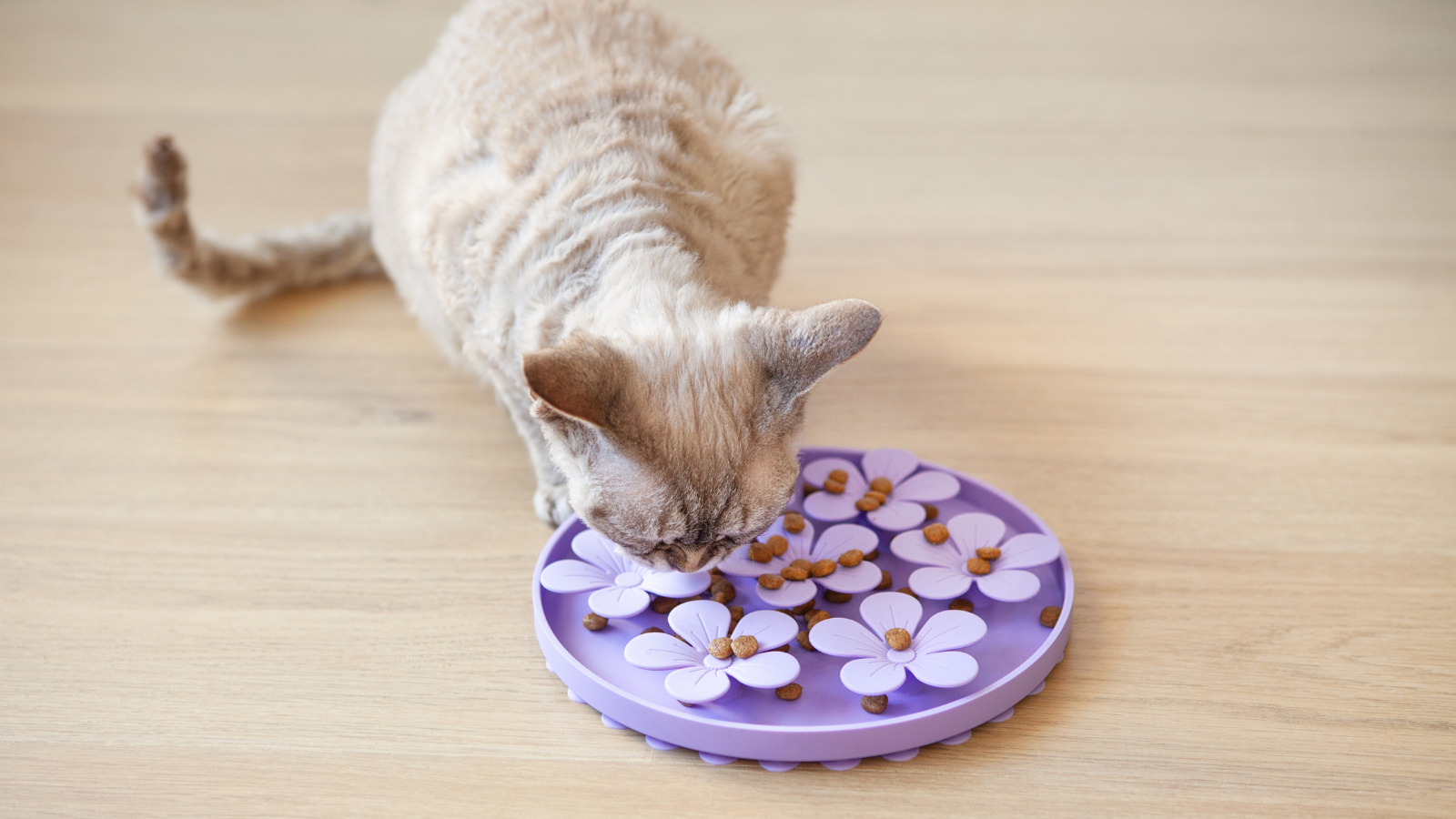 A young adult cat using a puzzle feeder on a living room floor while focused on retrieving kibble