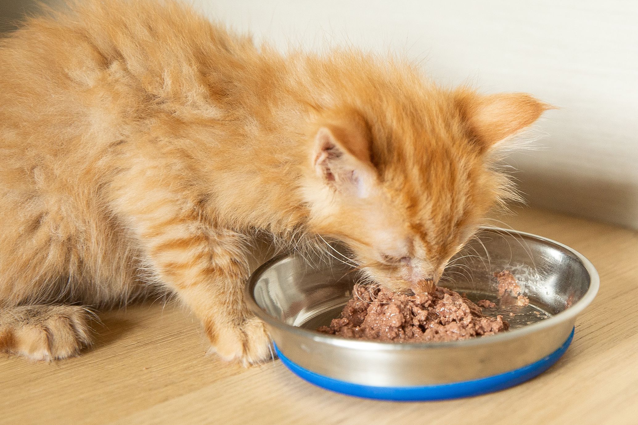 Do Kittens Need Nutritional Supplements or Vitamins?