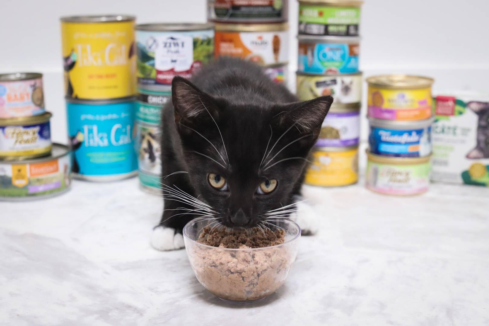 A young kitten eating from a small ceramic bowl of wet kitten food on a washable feeding mat