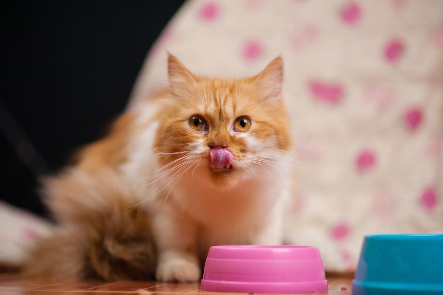 Feeding Kittens With Sensitive Stomachs