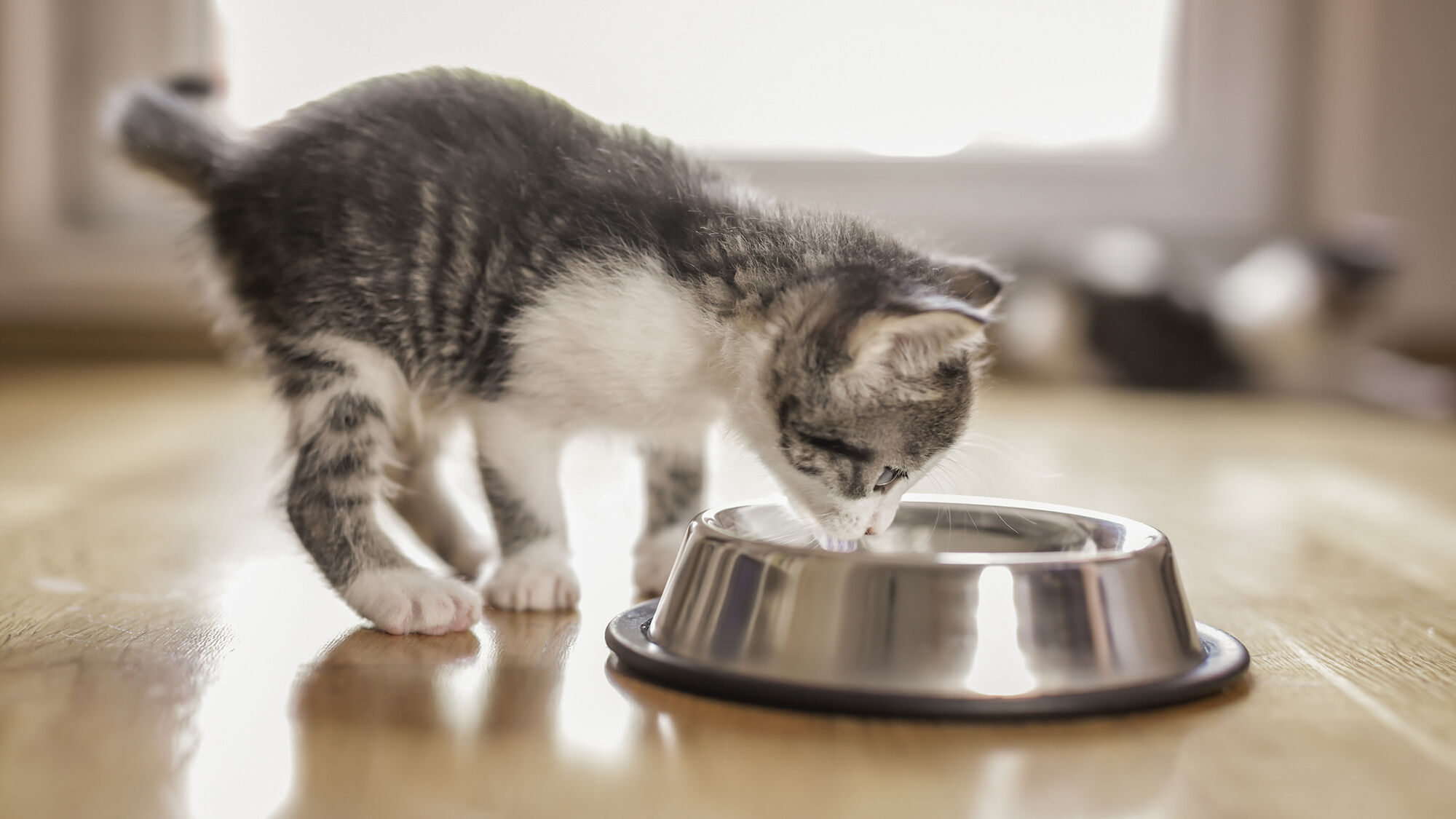 Kitten Food Bowls and Water Fountains