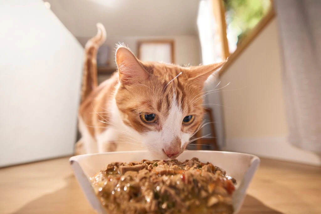 A young kitten eating wet kitten food from a shallow ceramic bowl on a washable mat