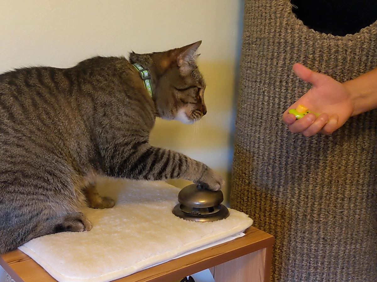 Kitten Clicker Training 101
