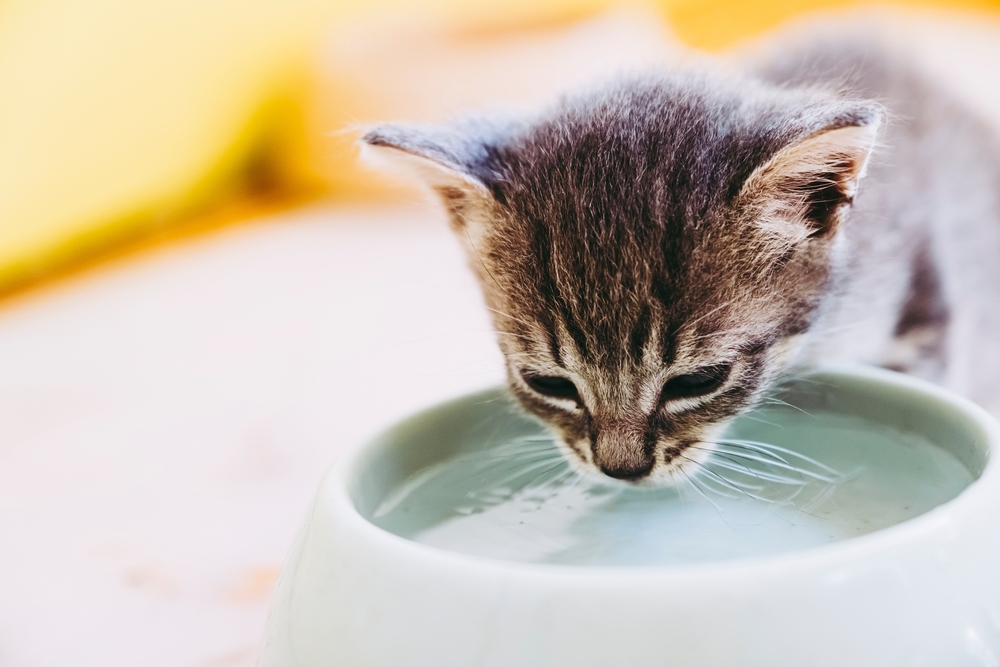 Kitten Hydration: How to Get Your Cat Drinking More Water