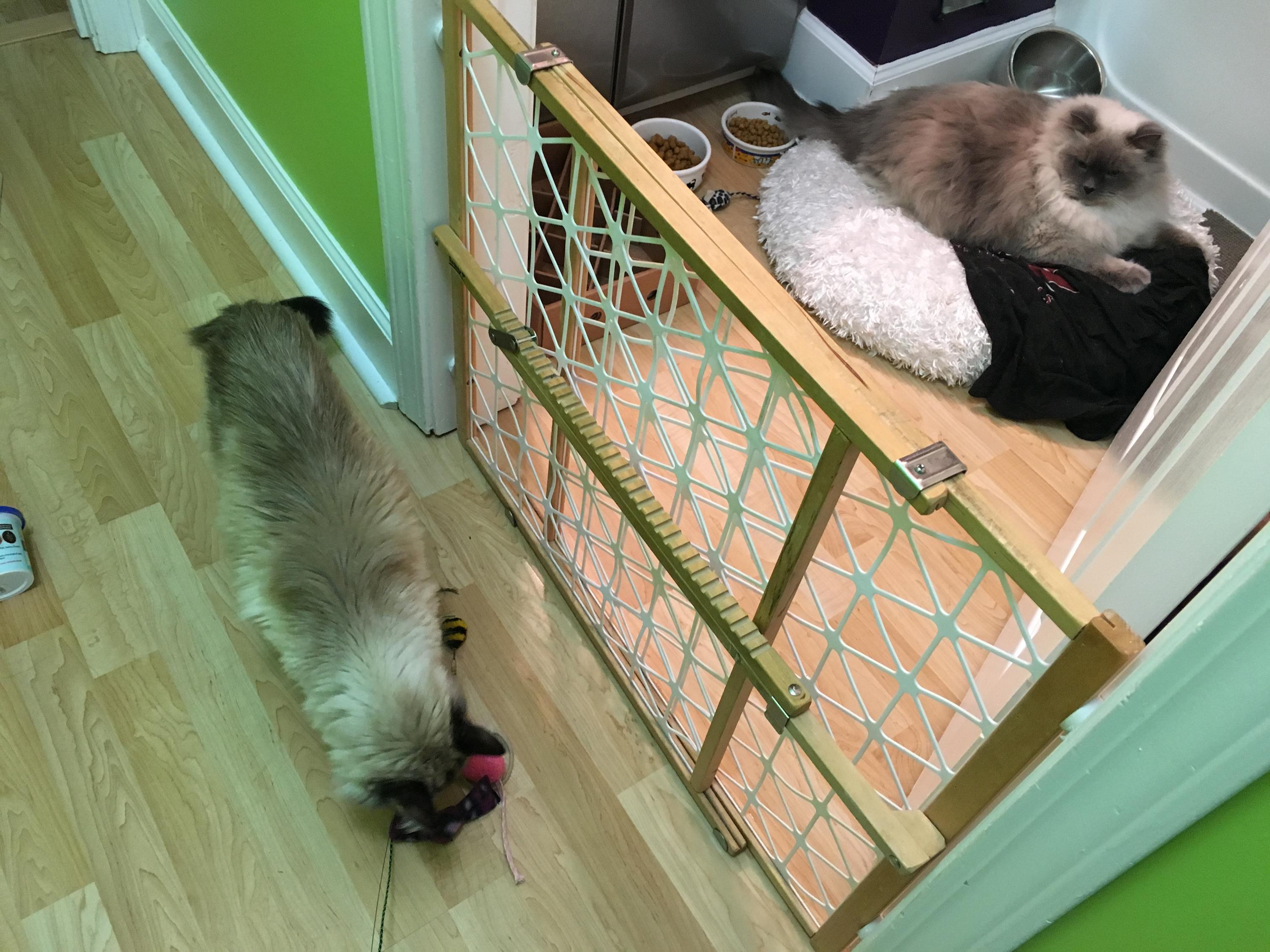 Leaving Your Kitten Home Alone: Prevent Separation Anxiety