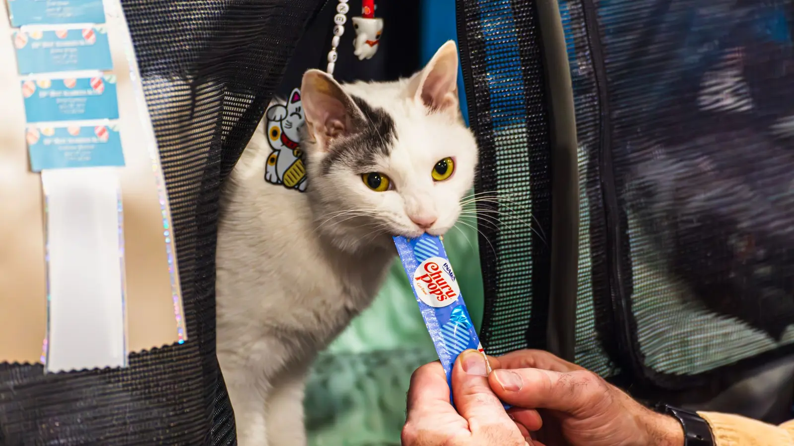 A young kitten standing at the entrance of an open cat carrier while a person places a tiny treat inside, showing calm carrier training