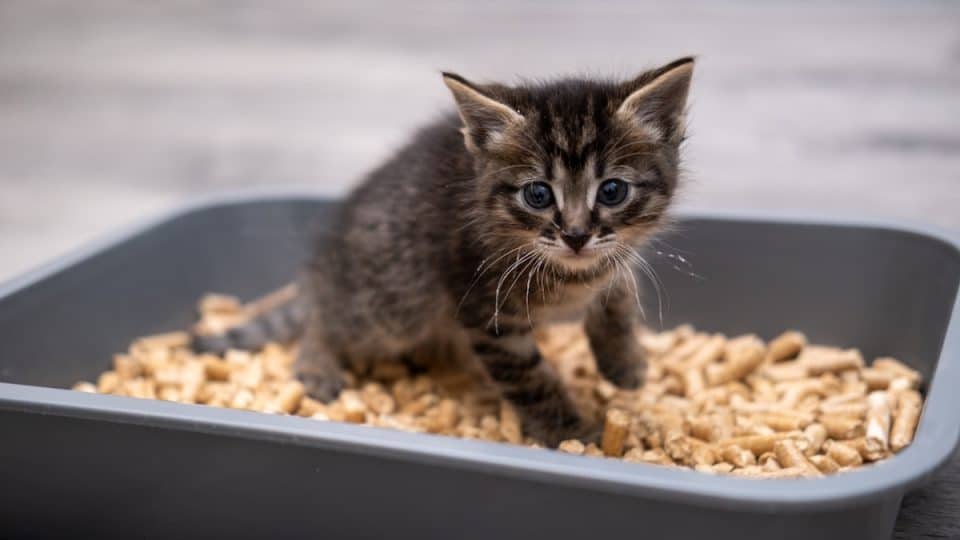 A young kitten standing in a clean litter box, looking uncomfortable and hunched as if straining