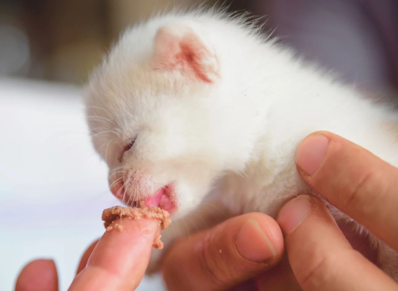 A young kitten with a small smear of wet food on its nose being gently wiped with a warm washcloth