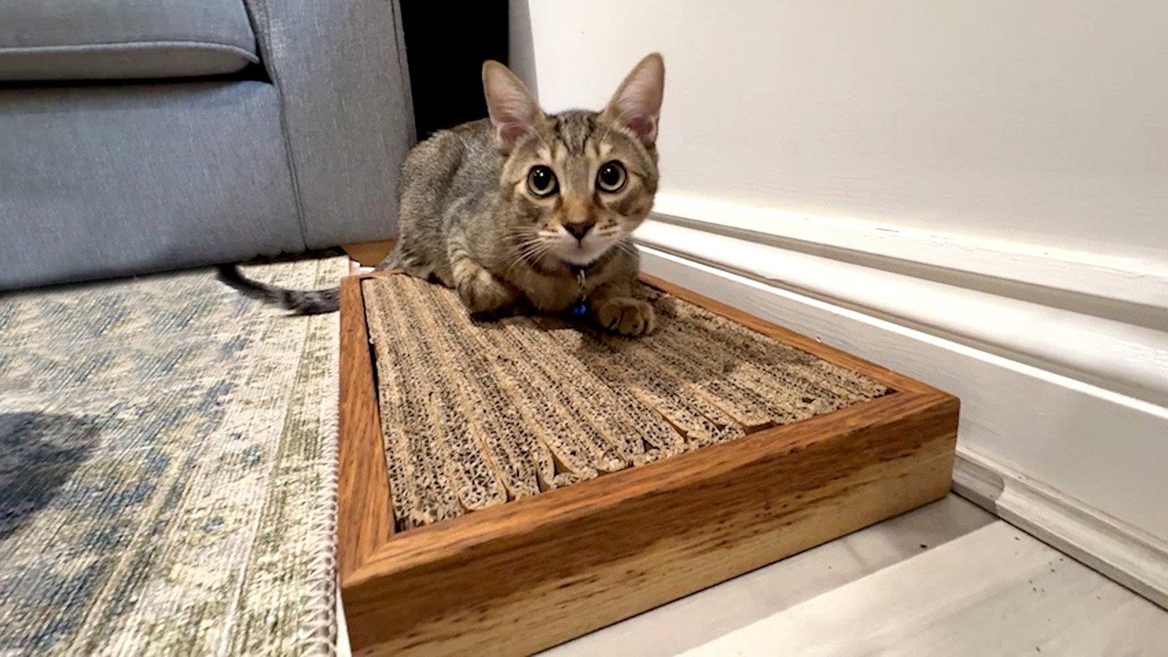A young kitten with front paws on a cardboard scratching pad, mid-scratch on a hardwood floor