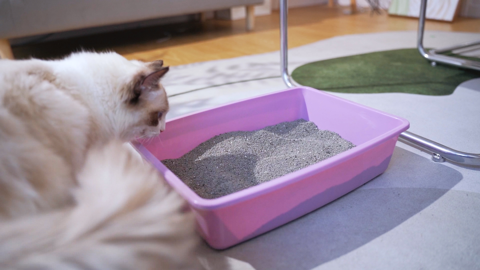 An open plastic litter pan with a low front entry and a kitten standing beside it for scale in a home setting